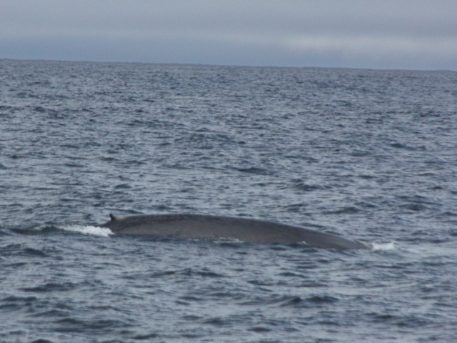 Sept 26 Blue whale